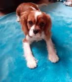 Liefdevolle honden oppas aangeboden