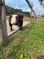 Shetlander, Dieren en Toebehoren, Pony's, Hengst, Niet van toepassing, A pony (tot 1.17m), 0 tot 2 jaar