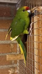 Kakariki man, Mannelijk, Parkiet