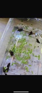 Helena slak/ slak etende slak, Slak of Weekdier