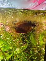 Honey gourami, Dieren en Toebehoren, Vissen | Aquariumvissen, Vis, Zoetwatervis