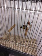 Majoor Putter, Dieren en Toebehoren, Vogels | Overige Vogels, Mannelijk, Wildzangvogel, Geringd