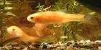 Elrits, Goudelrits, Waterlelievisje, Dieren en Toebehoren, Karper of Koi