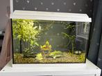 Aquarium juwel, Ophalen of Verzenden, Zo goed als nieuw, Leeg aquarium