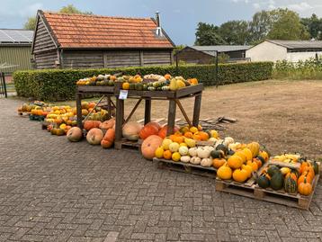 Verse Pompoenen uit Oisterwijk beschikbaar voor biedingen