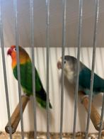 Kweekkoppel fischeri’s, Dieren en Toebehoren, Meerdere dieren, Dwergpapegaai of Agapornis