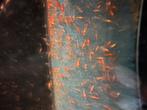Vuurgarnaaltjes, Dieren en Toebehoren, Vissen | Aquariumvissen, Vis