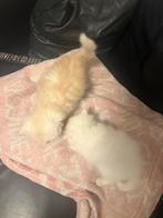 2 perzichs witte poes goud kleur kater, Dieren en Toebehoren, Katten en Kittens | Raskatten | Langhaar, Kater