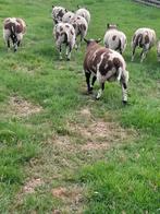 Te koop rammen voor dekking en jonge ooien voor fokkerij, Dieren en Toebehoren, Meerdere dieren, Schaap