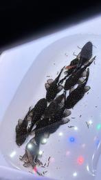 ️Superactie️L181 peppermint jonkies (laatste 11), Dieren en Toebehoren, Vissen | Aquariumvissen, Vis