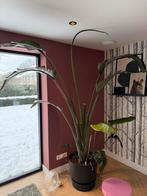 Strelitzia Augusta - Paradijsvogelplant, Ophalen, 200 cm of meer, Overige soorten, Halfschaduw