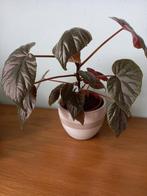 Begonia "oldemore", Ophalen, Overige soorten, Minder dan 100 cm