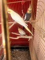 vlaksparkieten, Meerdere dieren, Zangkanarie