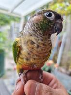 2vogels en een kooi gratie, Dieren en Toebehoren, Vogels | Parkieten en Papegaaien, Meerdere dieren, Papegaai, Geringd