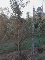 Pruimenbomen, Ophalen