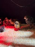 4 vorwerk hennen kuikens te koop, Dieren en Toebehoren, Vrouwelijk, Kip