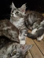 Schitterende Maine coon kittens  beschikbaar, Dieren en Toebehoren, Katten en Kittens | Raskatten | Langhaar, Meerdere dieren