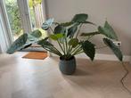 Strelitzia Kunstplant - Groot!, Ophalen, Overige soorten, Halfschaduw, In pot