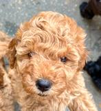 Mooie, sensitieve whoodles pups tk: wheaten terriër x poodle, Dieren en Toebehoren, Meerdere, Meerdere dieren, Middel, Nederland