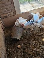 Te koop Ronquires kalkoenen, Dieren en Toebehoren, Pluimvee, Meerdere dieren, Kalkoen