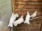 WITTE BOEREN PAUWSTAARTDUIVEN VOOR LIEFHEBBER, Dieren en Toebehoren, Vogels | Overige Vogels, Meerdere dieren