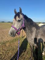 leuke D pony ruin, Dieren en Toebehoren, Pony's, Ruin, D pony (1.37m tot 1.48m), 3 tot 6 jaar