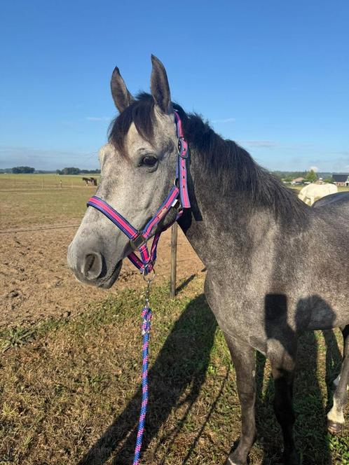 leuke D pony ruin, Dieren en Toebehoren, Pony's, Ruin, D pony (1.37m tot 1.48m), 3 tot 6 jaar