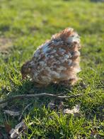 Toom Cochin kriel roodporselein, Dieren en Toebehoren, Pluimvee, Meerdere dieren, Kip
