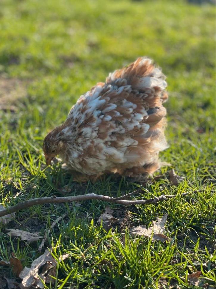 Toom Cochin kriel roodporselein, Dieren en Toebehoren, Pluimvee, Kip, Meerdere dieren