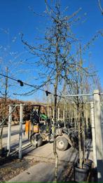 Prunus spinosa Sleedoorn, Zwarte doorn veel grote bessen, Overige soorten, Vaste plant, Ophalen of Verzenden, Halfschaduw