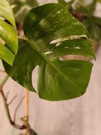 Monstera Albo, Huis en Inrichting, Kamerplanten, Ophalen of Verzenden, Overige soorten, Halfschaduw, Minder dan 100 cm