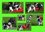 Aangeboden zeer mooie jack russell pups.  in huis opgevoed, Dieren en Toebehoren, Jack Russell Terriër, 8 tot 15 weken, CDV (hondenziekte)