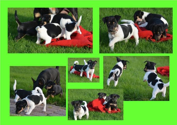 Aangeboden zeer mooie jack russell pups.  in huis opgevoed, Dieren en Toebehoren, Honden | Jack Russells en Terriërs, Meerdere dieren