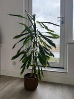 Indoor plant, Huis en Inrichting, Kamerplanten, Ophalen, Halfschaduw, In pot, Minder dan 100 cm