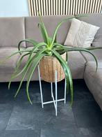 Aloe Vera plant incl pot en etagere, Huis en Inrichting, Kamerplanten, Ophalen of Verzenden, Overige soorten, Minder dan 100 cm