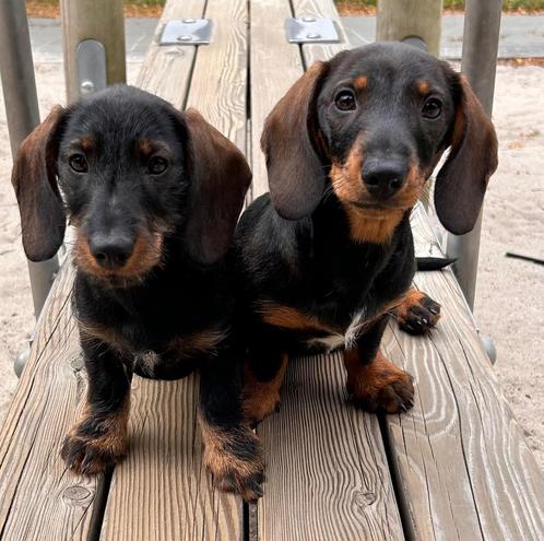 Teckel puppy dwerg/standaard. Wildkleur, Dieren en Toebehoren, Honden | Teckels en Dashonden, Meerdere dieren, Korthaar, Standaard