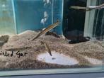 Spotted Gar, Lepisoteus Oculatus, beensnoek, Dieren en Toebehoren, Vis, Zoetwatervis