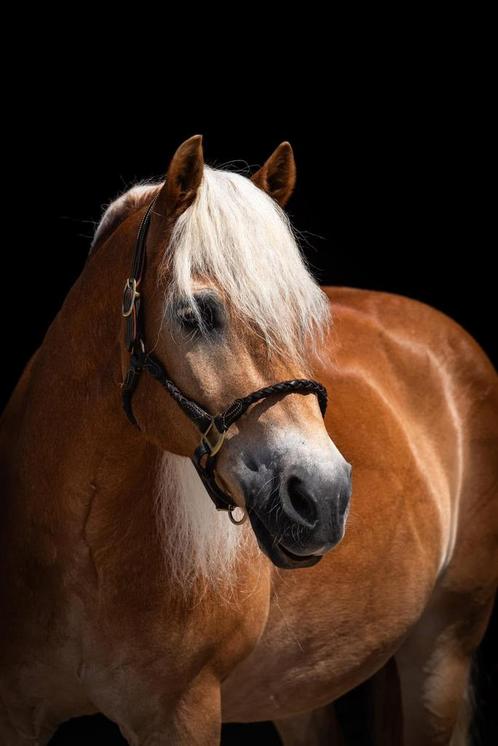 Verzorgpaard aangeboden omgeving Ellertshaar, Dieren en Toebehoren, Paarden en Pony's | Verzorgingsproducten, Ophalen of Verzenden