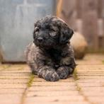 Labradoodle multigen mogen nu verhuizen., Dieren en Toebehoren, Overige rassen, CDV (hondenziekte), 8 tot 15 weken, Meerdere