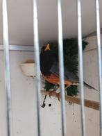 Zwartborst lijster ( man ), Dieren en Toebehoren, Vogels | Overige Vogels, Mannelijk, Wildzangvogel, Geringd