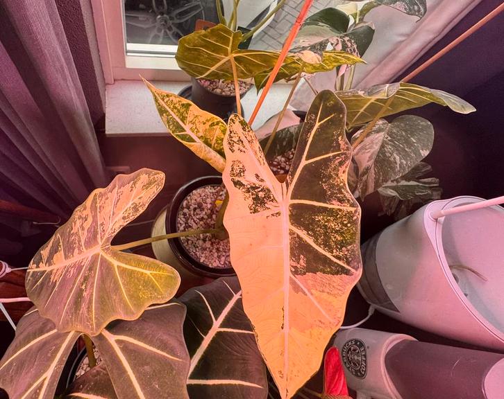 Alocasia Frydek Variegata actief groeiend, Huis en Inrichting, Kamerplanten, Minder dan 100 cm, Halfschaduw, Ophalen
