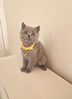 Britse korthaar kittens, Dieren en Toebehoren, Katten en Kittens | Raskatten | Korthaar, Meerdere dieren, Ontwormd