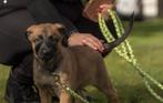 Mechelse herders, Dieren en Toebehoren, Honden | Herdershonden en Veedrijvers, Rabiës (hondsdolheid), Reu, 8 tot 15 weken, Meerdere