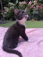 ❤️KITTEN! 10 Weken Oud  Mag Per Direct Nest Verlaten!, Kater