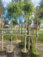 Bomen en planten opruiming 2 Bol catalpa s nu € 130,00