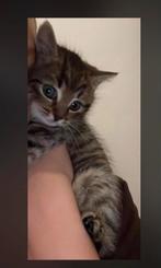 Lieve kitten, Dieren en Toebehoren, 0 tot 2 jaar