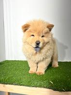 Chow Chow pups, Dieren en Toebehoren, Meerdere, 8 tot 15 weken, Meerdere dieren, België