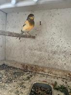 Kanaries, Dieren en Toebehoren, Vogels | Kanaries, Meerdere dieren, Kleurkanarie