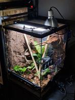 ZooMed 45x45x60cm Terrarium incl. Custom Achterwand, Dieren en Toebehoren, Ophalen, Zo goed als nieuw, Terrarium of Paludarium