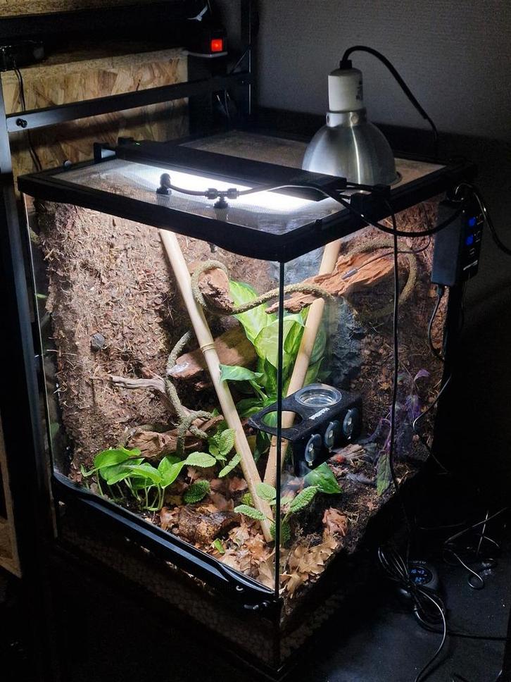 ZooMed 45x45x60cm Terrarium incl. Custom Achterwand, Dieren en Toebehoren, Reptielen en Amfibieën | Toebehoren, Zo goed als nieuw